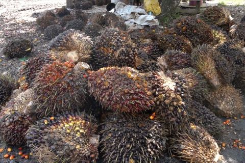 Harga sawit turun Rp 1.580, petani Luwu Utara harapkan bantuan pupuk