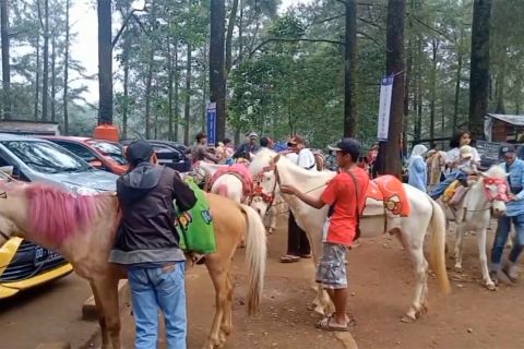Ada limpahan berkah dari derap kaki kuda di Hutan Pinus Malino