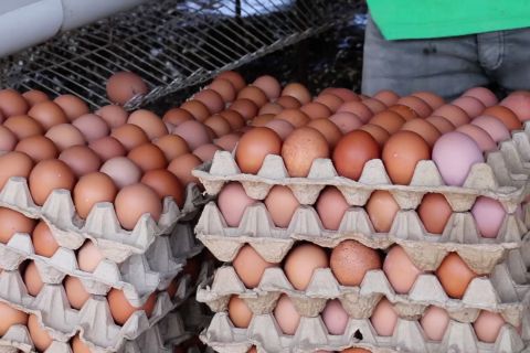 Ada peluang bisnis ayam petelur berskala besar di Aceh