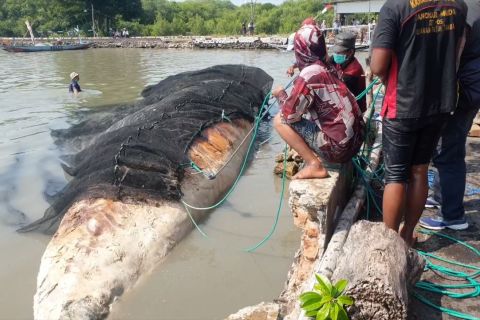 Bangkai paus balin dievakuasi untuk wisata edukasi