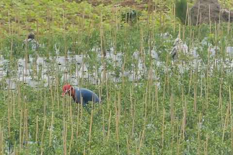 BNPT manfaatkan kawasan hutan untuk mitra deradikalisasi