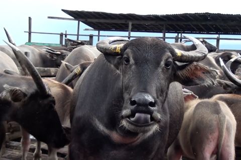 Butuh pejantan unggul untuk tingkatkan populasi kerbau rawa