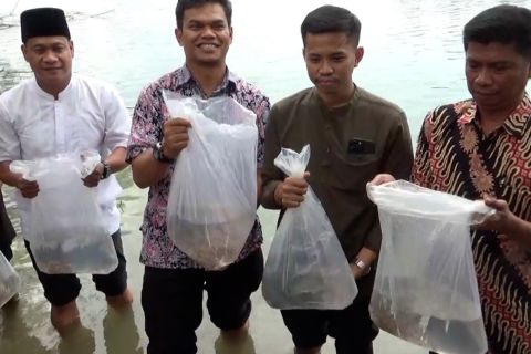 Cegah kelangkaan ikan hias laut, BPBL Batam lepas 5.000 ikan giru