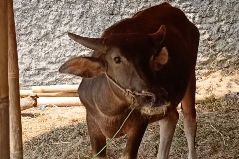 DKPP Kota Cilegon segera cek kesehatan hewan kurban