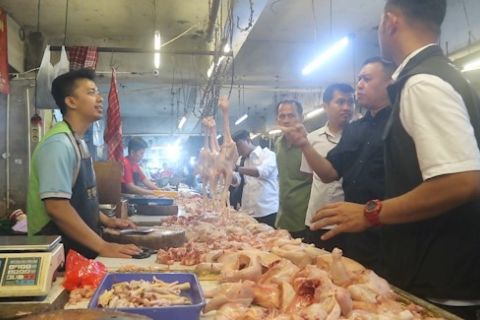 Satgas pangan telusuri harga daging ayam yang masih tinggi