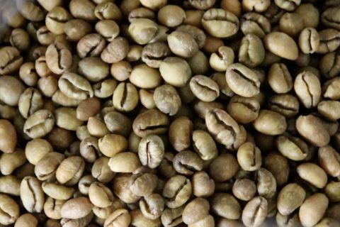 Geliat ekonomi Kayong Utara melalui budi daya kopi liberika