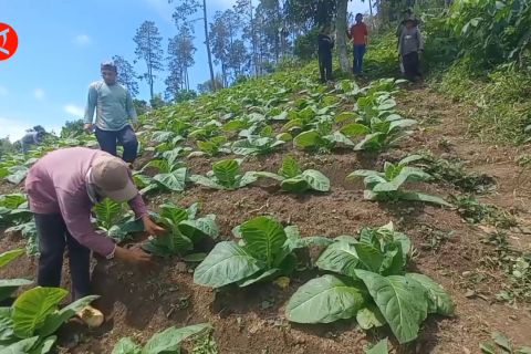 Harga porang anjlok, petani beralih ke tembakau