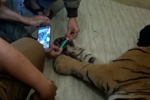 Harimau Sumatra mati terjerat perangkap warga di Pasaman