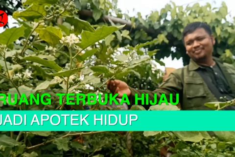 Menyulap ruang terbuka hijau jadi apotek hidup penuh manfaat