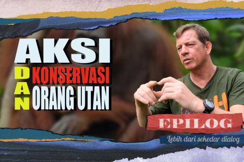 Spesies orang utan langka ditemukan di Tapanuli (Bag 2)