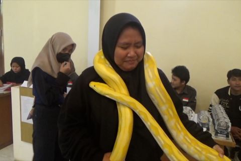 Pecinta reptilia Kota Bogor ajak masyarakat lebih dekat dengan reptil