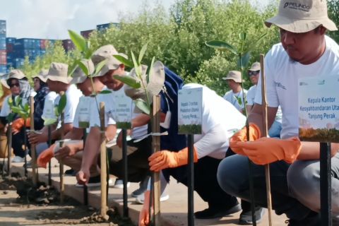 Pelindo tanam mangrove hijaukan kampung wisata Sontoh Laut Surabaya