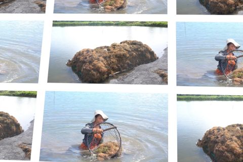 Rumput laut gracilaria jadi andalan warga Desa Lakawali Pantai