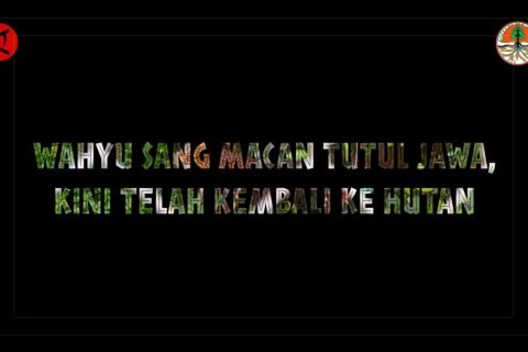 Wahyu sang macan tutul Jawa, kini telah kembali ke hutan