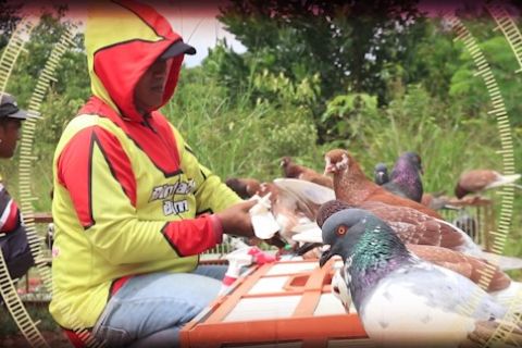 Penghobi merpati kolong semakin menjamur di Banjarbaru