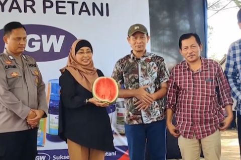 ​​​​​​​Berlomba mencari semangka unggulan