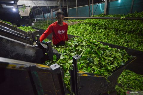 Pengolahan pucuk daun teh hijau