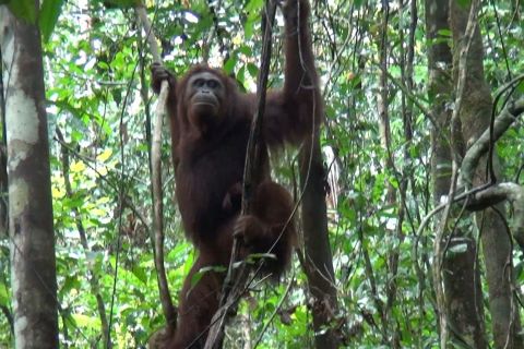 10 orangutan dilepasliarkan di Taman Nasional Bukit Raya Kalteng