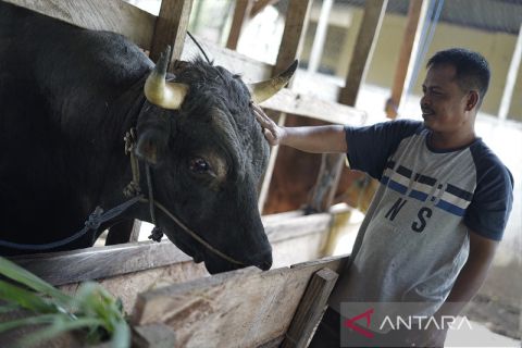 Sapi kurban Jokowi di Sulawesi Tenggara