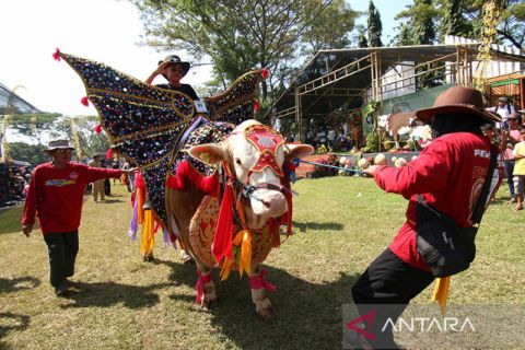 Kontes hewan ternak di Banyuwangi