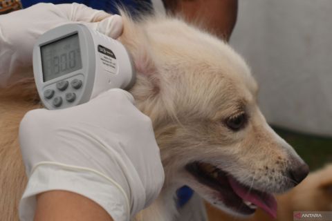 Layanan gratis vaksinasi rabies di Madiun