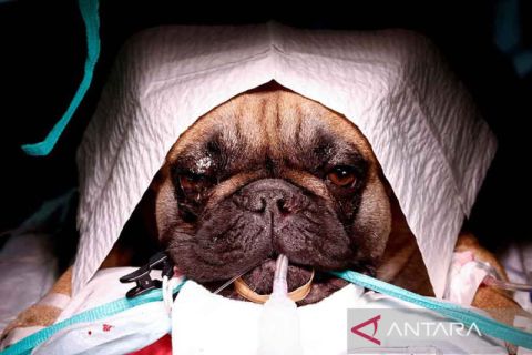 Operasi saluran pernafasan Bulldog di Utrech