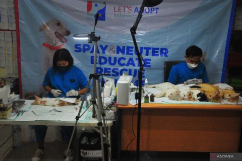 Steril kucing dan vaksinasi rabies di Kudus