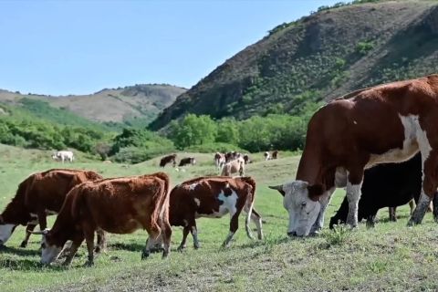 Menengok migrasi nomaden penggembala di Mongolia Dalam