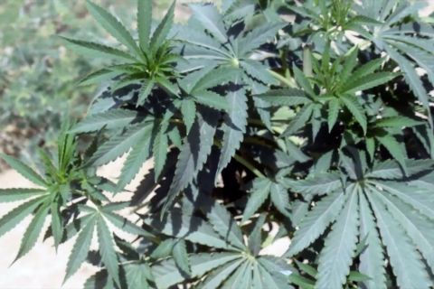 Pemusnahan 32 hektare ladang ganja dan opium di Afghanistan