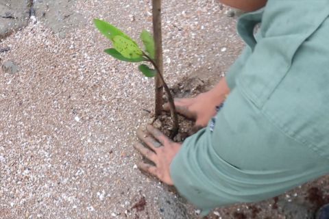 Perbaiki pesisir, Pemprov Kalsel tanam 7 ribu bibit mangrove