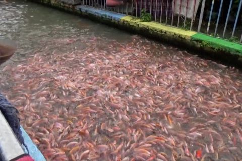 Alasan budi daya ikan nila tidak dianjurkan di perairan terbuka