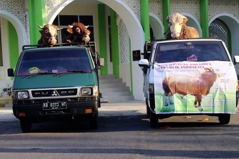 Bantuan hewan kurban dari Presiden dan Pemprov Kalbar telah dibagikan