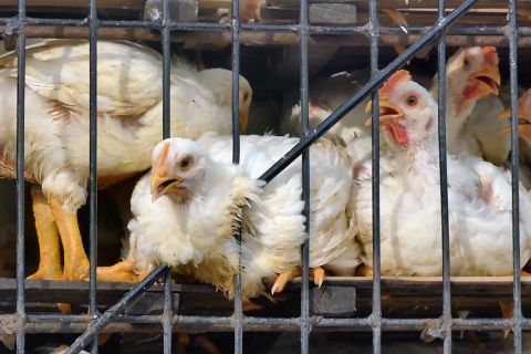 Begini cara hasilkan cuan di masa pensiun dengan budidaya ayam potong