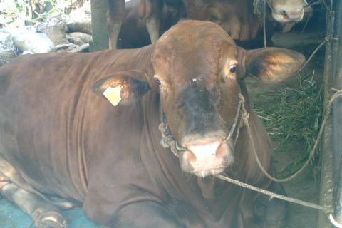 Disembelih di Merangin, sapi kurban Jokowi berbobot 840 kilogram