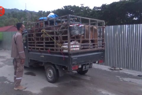 Distan Kendari bentuk satgas guna perketat pengawasan hewan kurban