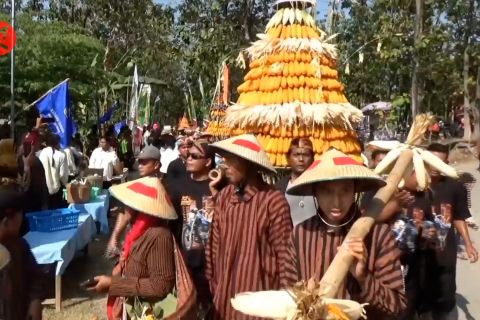 Panen jagung melimpah, petani gelar festival jagung