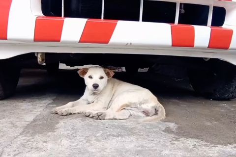 Hindari rabies, ini pertolongan pertama jika digigit anjing