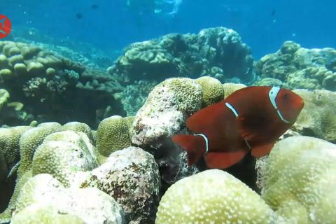 Ini modal utama Taman Laut Olele ikut Anugerah Desa Wisata Indonesia