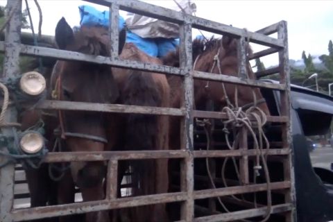 Balai Karantina Pertanian Kendari amankan hewan tanpa dokumen lengkap