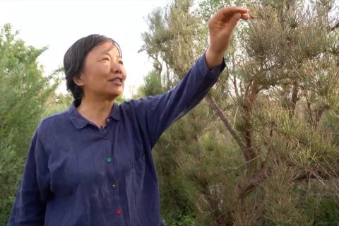 Mengunjungi kebun botani di tengah gurun terbesar China
