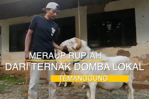 Meraup rupiah dari ternak domba lokal Temanggung