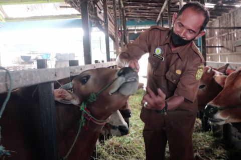Pemprov Kalsel pastikan stok hewan kurban aman dan bebas penyakit