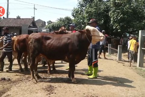 Ponorogo gratiskan RPH untuk penyembelihan hewan kurban