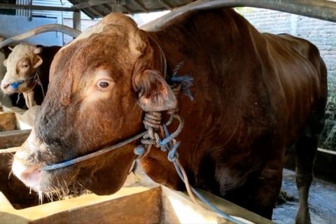 Presiden kurban 38 sapi jenis Simmental hingga Brahman