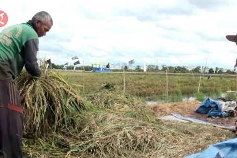30 ribu hektare sawah di Kalteng dilindungi program AUTP tahun ini