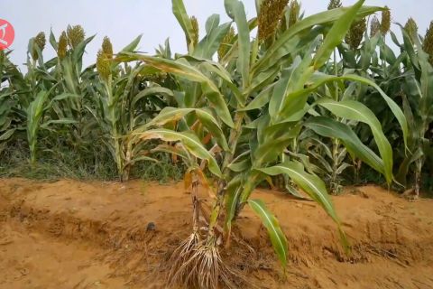 Inovasi IPTEK ubah gurun jadi lahan subur