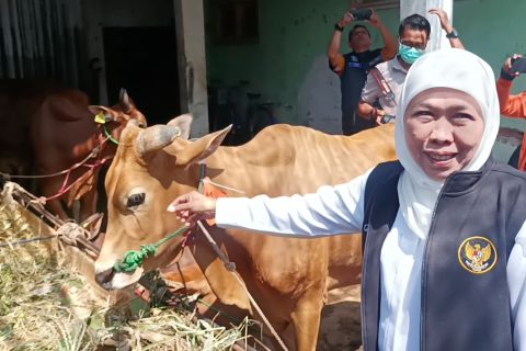 Pemprov Jatim pantau 25 ribu tempat pemotongan hewan kurban