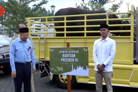 Sapi kurban milik Presiden & Gubernur DIY diserahkan ke takmir masjid