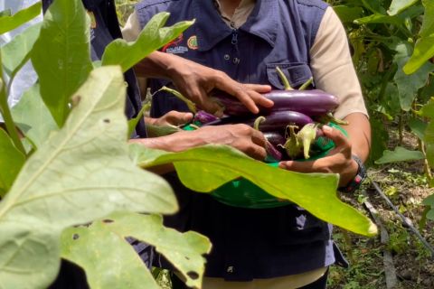 Semangat petani milenial Aceh memanfaatkan lahan tidur