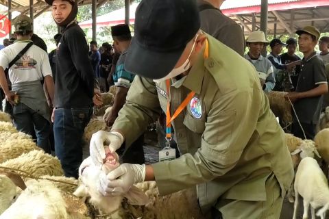 Pemkab Temanggung intesif tes kesehatan dan distribusi hewan ternak